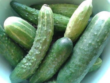 Икра из переросших огурцов: простой рецепт на зиму