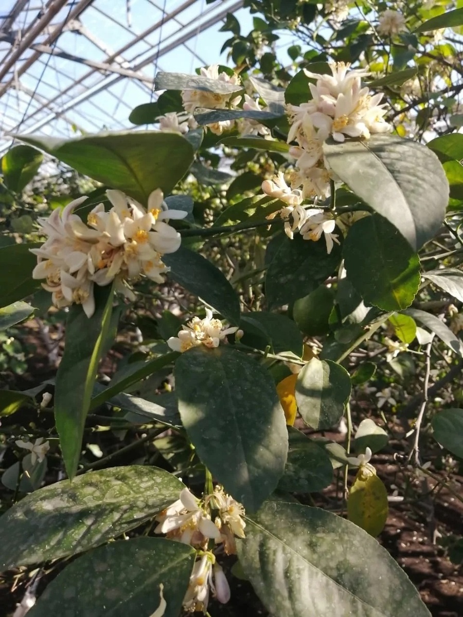Цитрусовые в Уфимском лимонарии: Пик цветения и будущее урожая