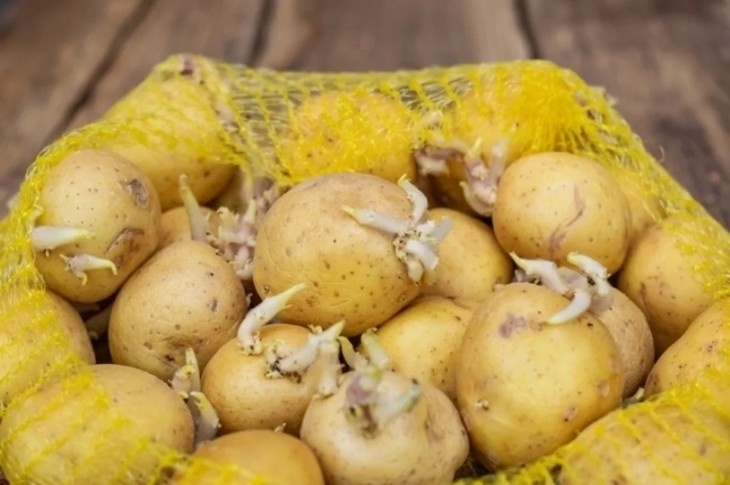 Как правильно хранить картофель: секреты долголетия вашего урожая
