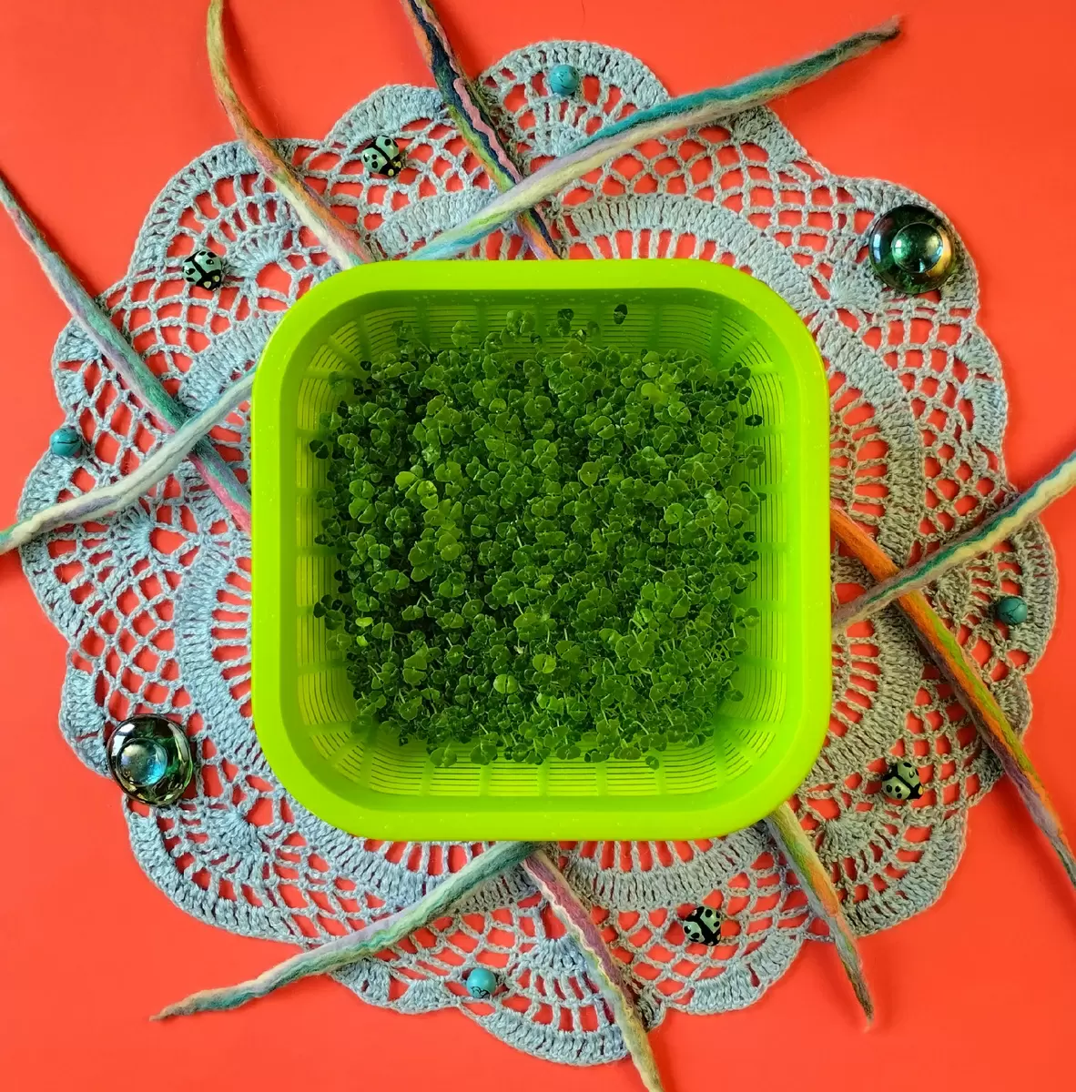 Микрозелень чиа: секреты успешного выращивания и полезные свойства