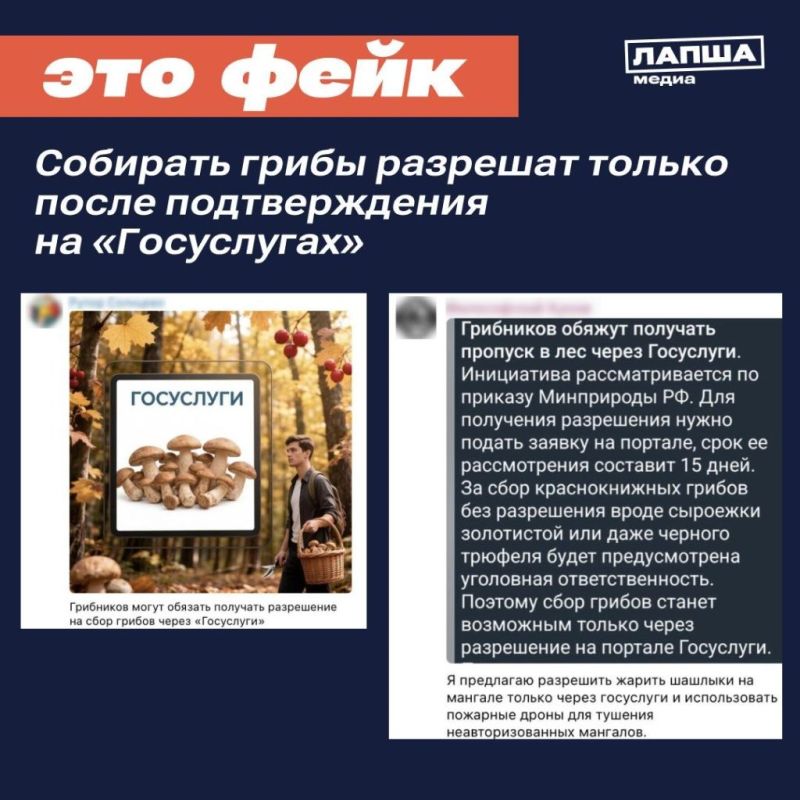 Мифы о сборе грибов: что на самом деле происходит с разрешениями